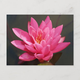 lotusbloem briefkaart