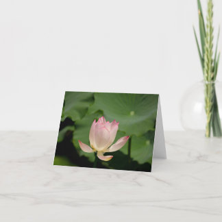 lotusbloem-briefkaart kaart