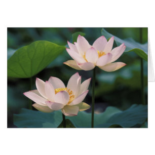 Lotusbloem in bloei, China