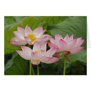 Lotusbloem, Nelumbo nucifera, China 2