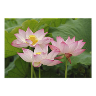Lotusbloem, Nelumbo nucifera, China 2 Foto Afdruk