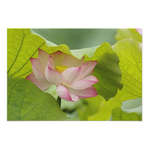 Lotusbloem, Nelumbo nucifera, China Foto Afdruk
