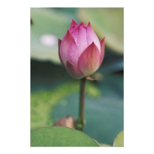 Lotusbloemknop, Hangzhou, provincie Zhejiang, Foto Afdruk