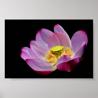 Lotusblume Poster