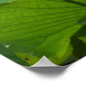 Lotuses Poster (Hoek)