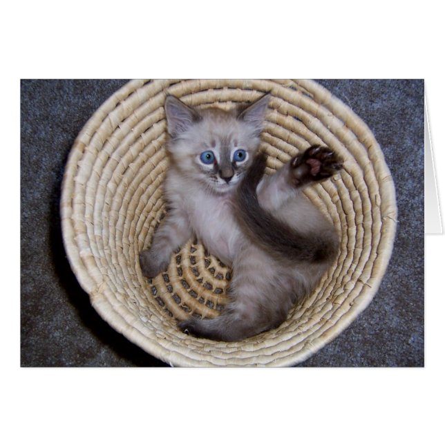 Louie Kitten Basket Antics (Voorkant Horizontaal)
