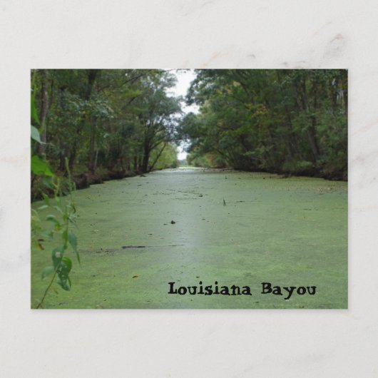 Louisiana Bayou Briefkaart (Voorkant)