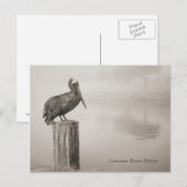 Louisiana Brown Pelican Briefkaart (Voorkant / Achterkant)