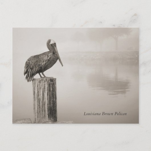 Louisiana Brown Pelican Briefkaart (Voorkant)