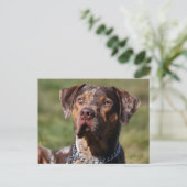 louisiana catahoula leopard briefkaart (Staand voorkant)