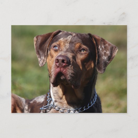 louisiana catahoula leopard briefkaart (Voorkant)