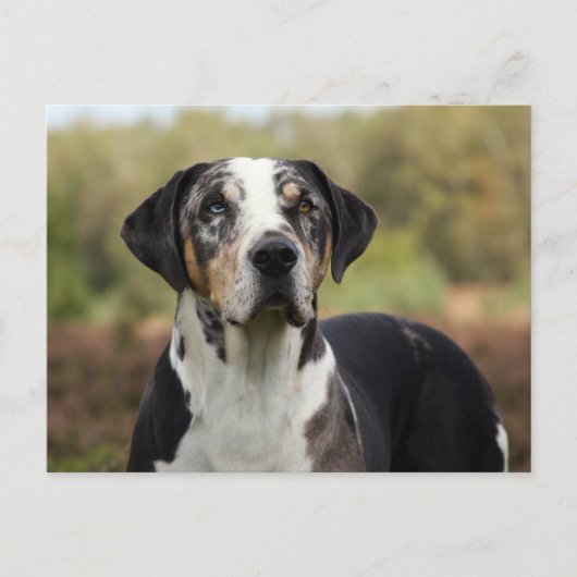 louisiana catahoula leopard briefkaart (Voorkant)