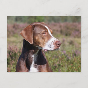 louisiana catahoula leopard briefkaart
