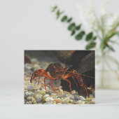 Louisiana Crawfish Briefkaart (Staand voorkant)