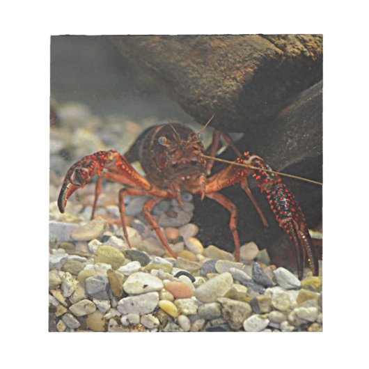 Louisiana Crawfish Notitieblok (Voorkant)