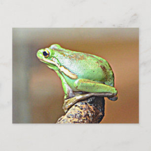 Louisiana Green Tree Frog Briefkaart