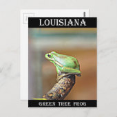 Louisiana Green Tree Frog Briefkaart (Voorkant / Achterkant)