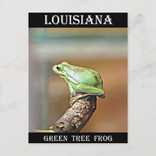 Louisiana Green Tree Frog Briefkaart