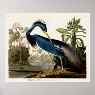 Louisiana Heron, 1834, Uit de vogels van Amerika Poster