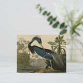Louisiana Heron Briefkaart (Staand voorkant)