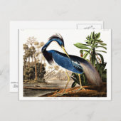 Louisiana Heron Briefkaart (Voorkant / Achterkant)