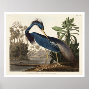 Louisiana Heron door het Poster van Audubon