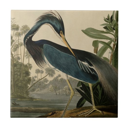 Louisiana Heron Tegeltje (Voorkant)