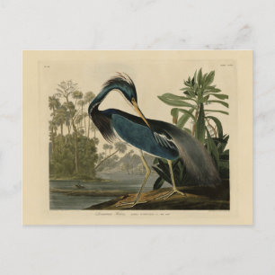 Louisiana Heron - van de Amerikaanse vogels van Au Briefkaart