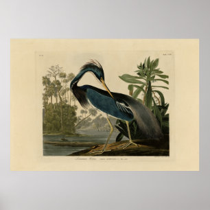 Louisiana Heron - van de Amerikaanse vogels van Au Poster