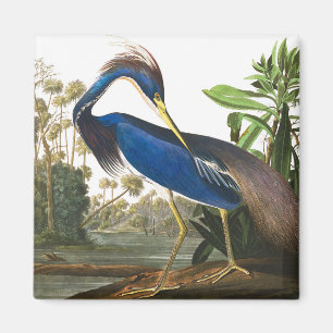 Louisiana Heron van John James Audubon Magneet