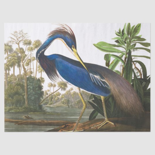 Louisiana Heron van John James Audubon Tissuepapier (Voorkant)