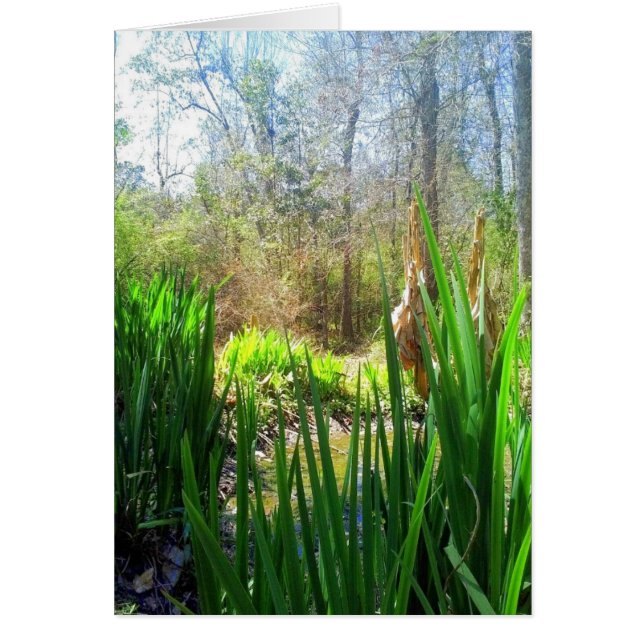 Louisiana Iris, Creek Side, (Voorkant)