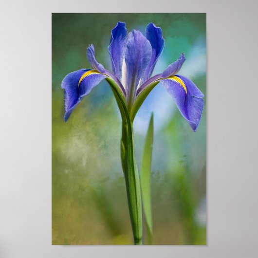 Louisiana Iris Poster (Voorkant)