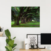 LOUISIANA LEVENDE OAK BOMEN POSTER (Thuiskantoor)