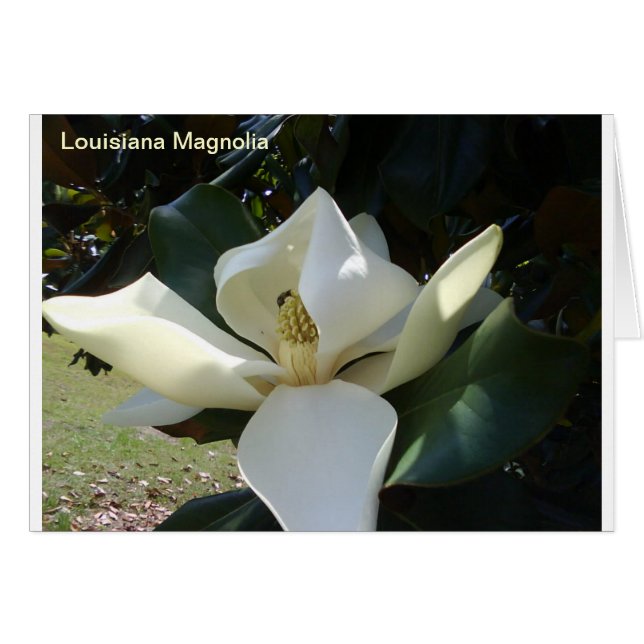 Louisiana Magnolia (Voorkant Horizontaal)