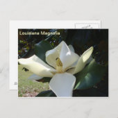 Louisiana Magnolia Briefkaart (Voorkant / Achterkant)