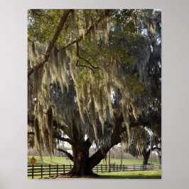 Louisiana Oak [Kunstdruk] Poster
