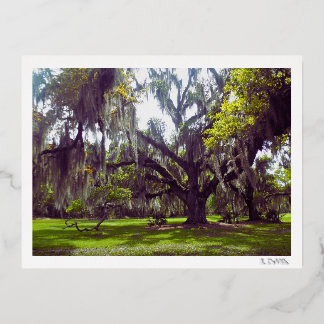 Louisiana Oak Tree Postcard Folie Feestdagen Briefkaart