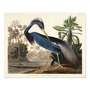 Louisiana Reiger uit Birds of America Foto Afdruk