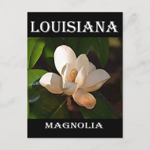Louisiana Southern Magnolia Briefkaart