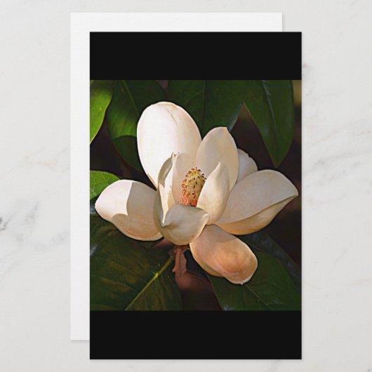 Louisiana Southern Magnolia Briefpapier (Voorkant / Achterkant)