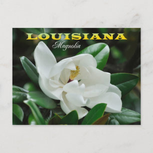 Louisiana staatsventilator: Magnolia Briefkaart