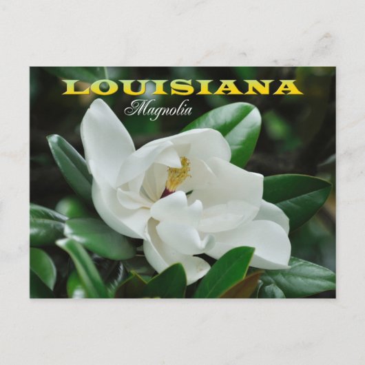 Louisiana staatsventilator: Magnolia Briefkaart (Voorkant)