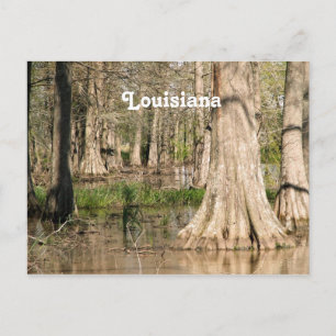 Louisiana Swamp Briefkaart