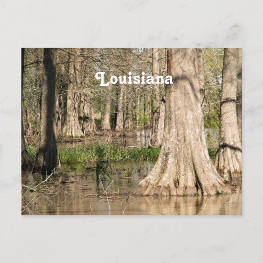 Louisiana Swamp Briefkaart (Voorkant)