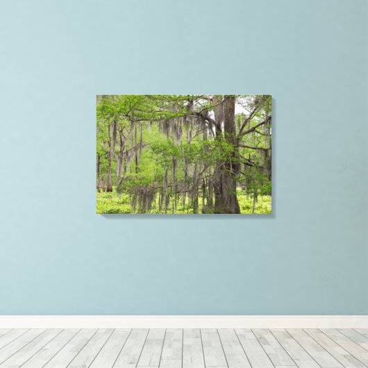 Louisiana Swamp Cypress Canvas Afdruk (Insitu (Houten vloer))