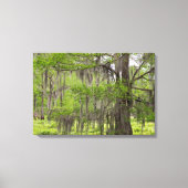 Louisiana Swamp Cypress Canvas Afdruk (Voorkant)