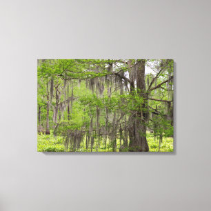 Louisiana Swamp Cypress Canvas Afdruk