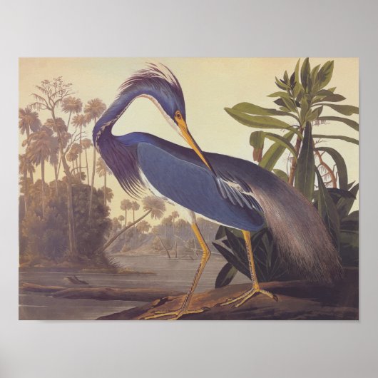 Louisiana Tricolored Heron Audubon Art Poster (Voorkant)