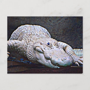 Louisiana White Alligator Briefkaart